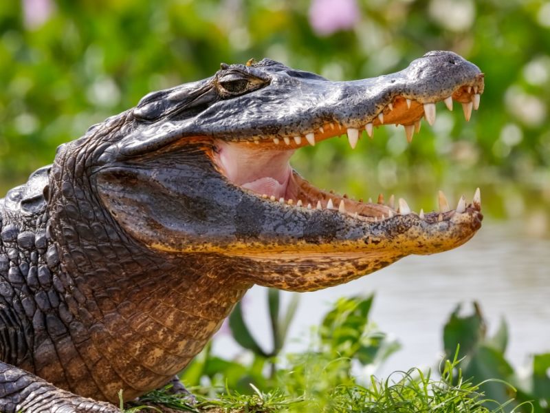 Leiche und sechs paar Schuhe entdeckt: Vermisster Hotelmanager (59) von 500-Kilo-Krokodil verschlungen