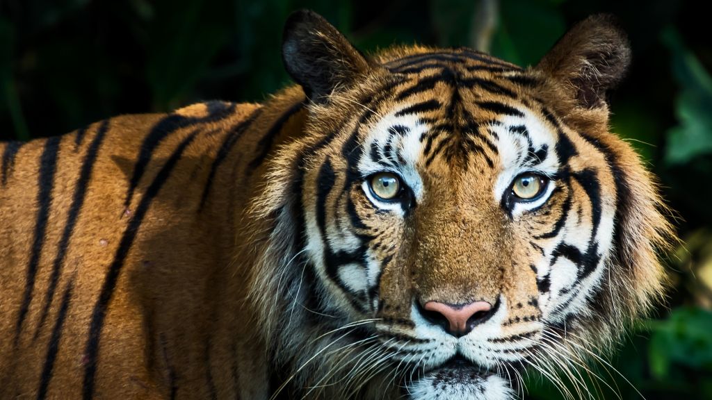 Entlaufener Tiger erschossen - jetzt werden Konsequenzen laut Tiger-Attacke bei Leipzig