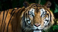 Bei Leipzig wurde ein entlaufener Tiger erschossen (Symbolfoto).