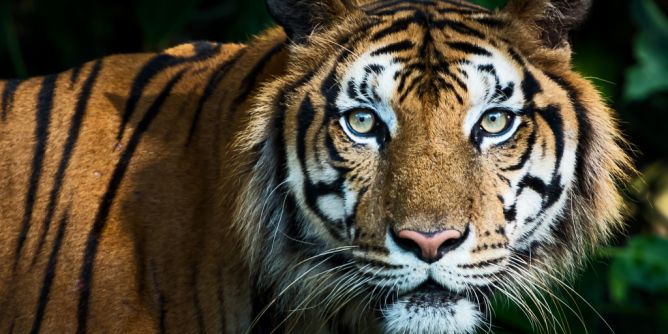 Tiger-Attacke bei Leipzig