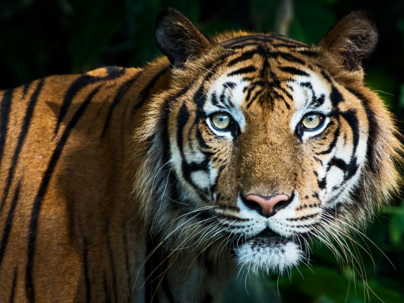 Tiger-Attacke bei Leipzig: Entlaufener Tiger erschossen - jetzt werden Konsequenzen laut