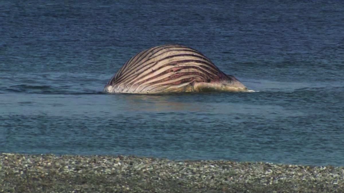 Unterwasser-Aufnahmen zeigen verst&ouml;rende Verletzungen am K&ouml;rper des Buckelwals. (Foto)