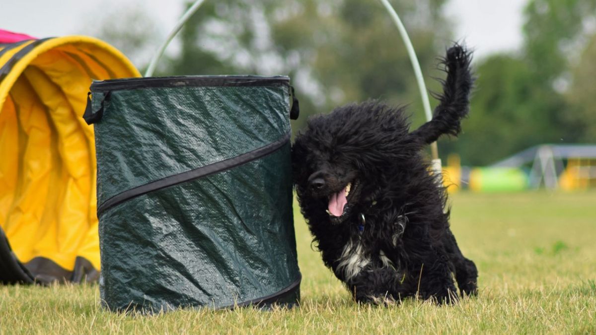hundkatzemaus bei VOX (Foto)