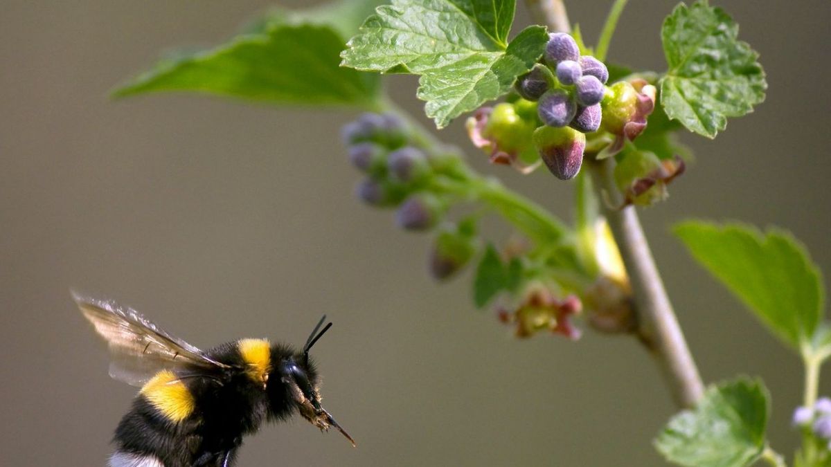 Hummeln - Bienen im Pelz bei 3sat (Foto)