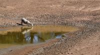 Zusätzlich zum Klimawandel durch menschengemachte Treibhausgase kommt nun das Wetterphänomen El Niño auf die Welt zu.