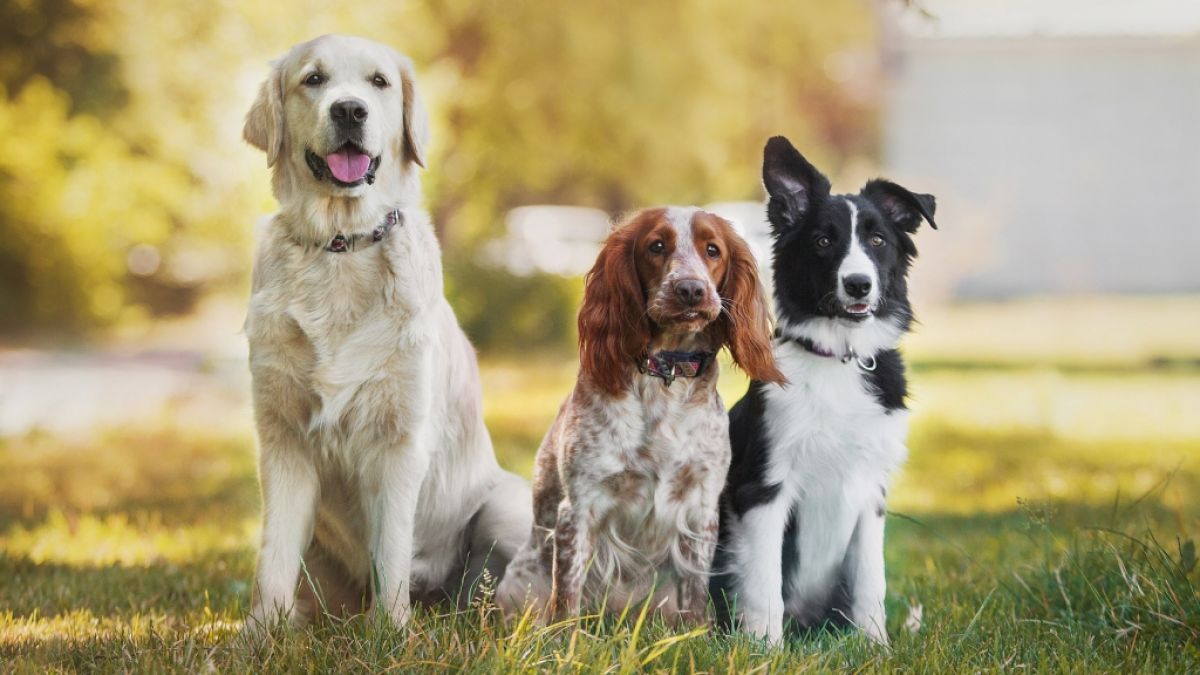 In Deutschland leben etwa 10 Millionen Hunde. (Foto)