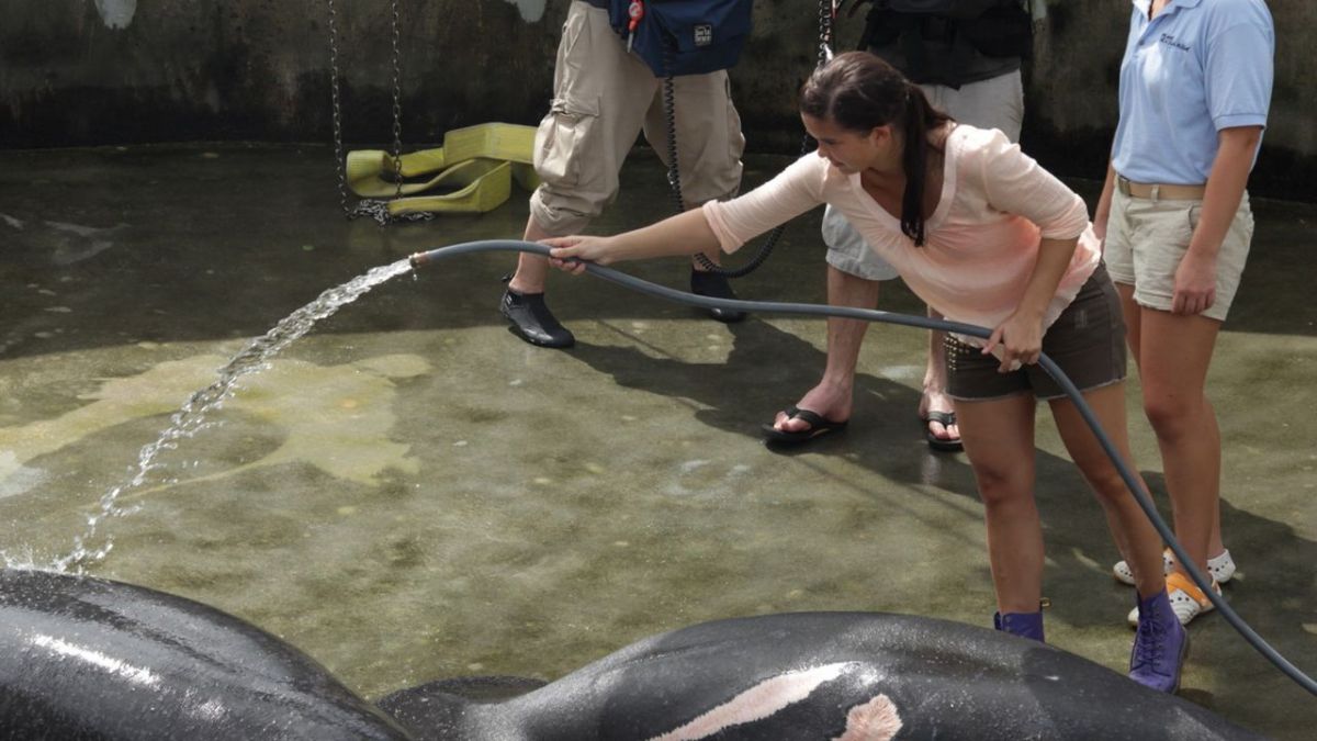 Anna und die wilden Tiere bei Das Erste (Foto)