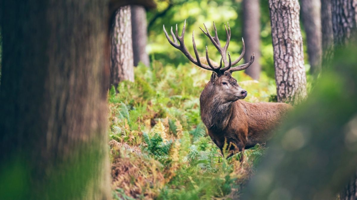 Die&nbsp;Zombie-Hirsch-Krankheit breitet sich in Europa aus. (Symbolbild) (Foto)