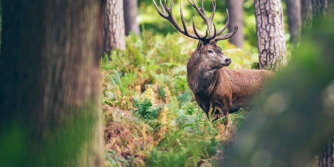 Chronic Wasting Disease