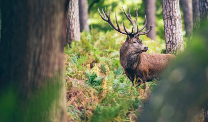 Chronic Wasting Disease