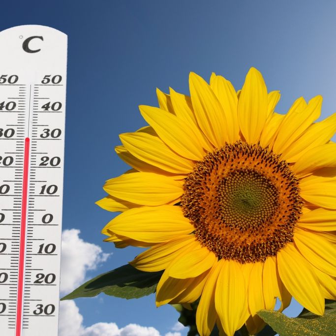 Der Sommer meldet sich pünktlich zum Wochenende zurück.