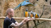 Im Leipziger Zoo sind Blaukehlaras als WM-Orakel im Einsatz.