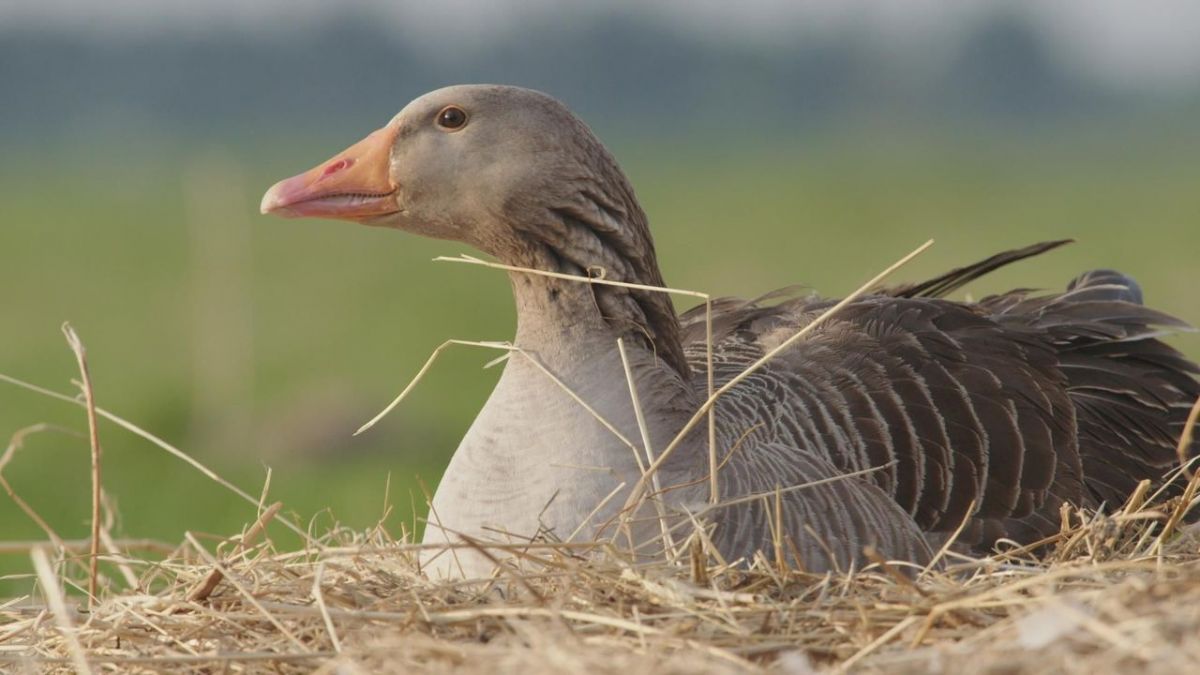 Tierisch schlau! bei Arte (Foto)