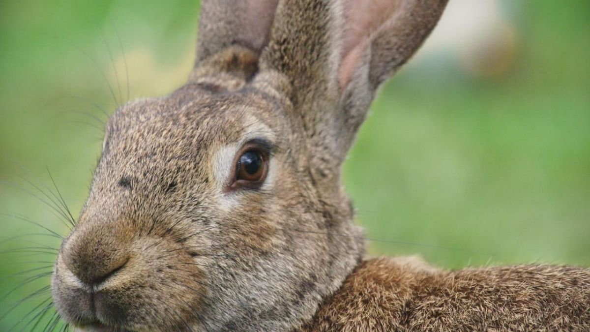 Tierisch schlau! bei Arte (Foto)
