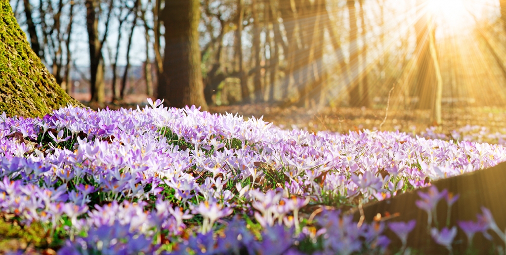 Wetter im März 2020 aktuell: Hoch Helge bringt den Frühling! HIER