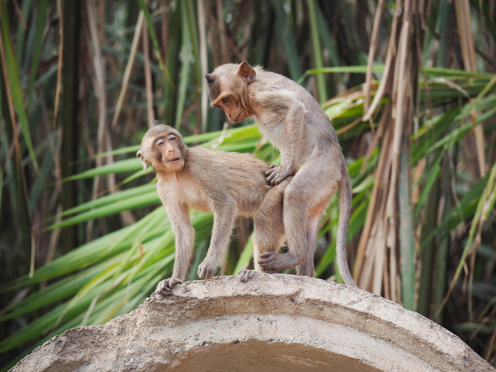Versexte Tierwelt: DIESE Affen bekommen Sex-Hilfe von Mama n