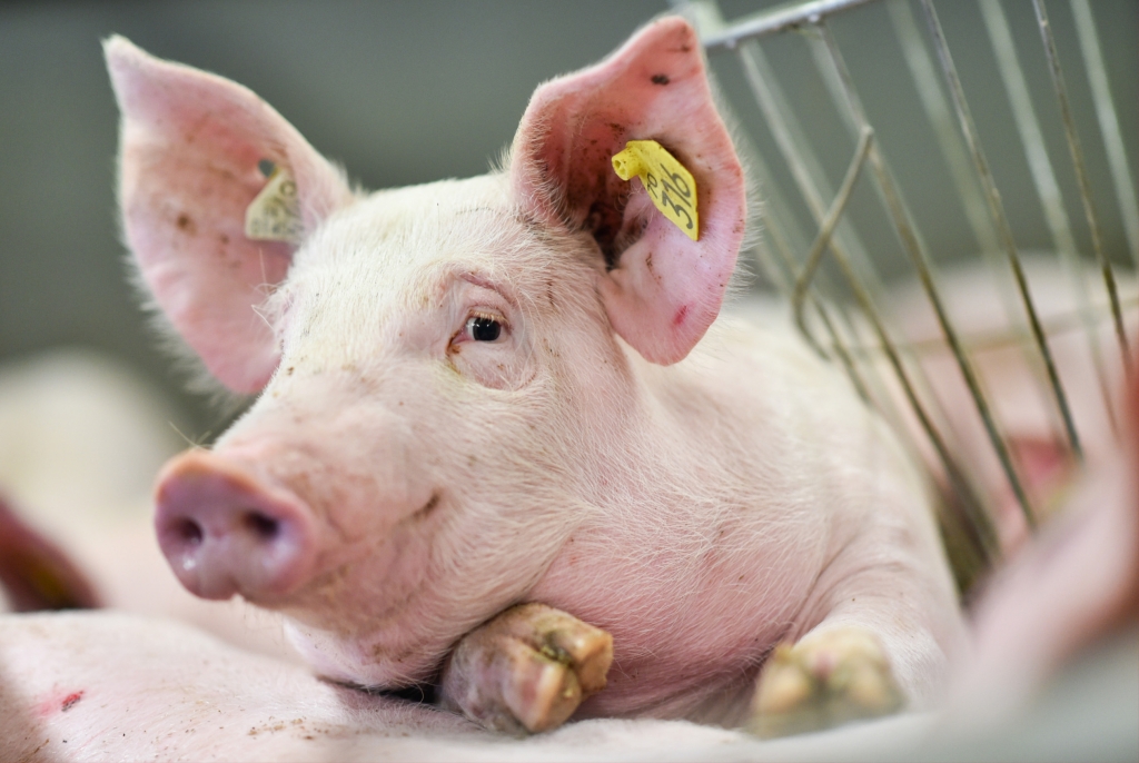 Speisegesetze in Religionen: Das Schweinefleisch-Verbot im Islam ist
