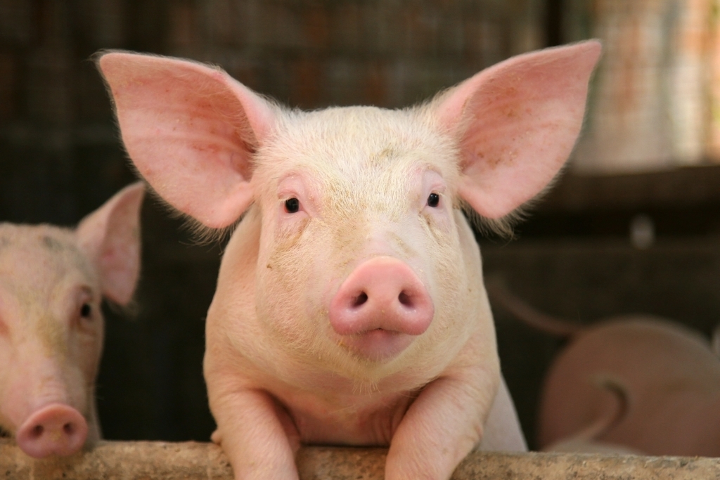 Tierquälerei in China: Schock-Video! Schwein an Bungee-Seil 68 Meter in ...