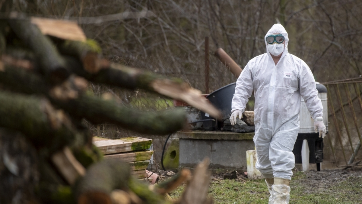 Laut Experten k&ouml;nnte sich das Vogelgrippe-Virus H5N6 besser auf den Menschen &uuml;bertragen. (Foto)
