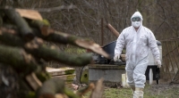 Laut Experten könnte sich das Vogelgrippe-Virus H5N6 besser auf den Menschen übertragen.