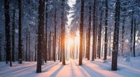 Sorgt ein Polarwirbel-Split in den kommenden Monaten für eiskaltes Winter-Wetter in Deutschland?