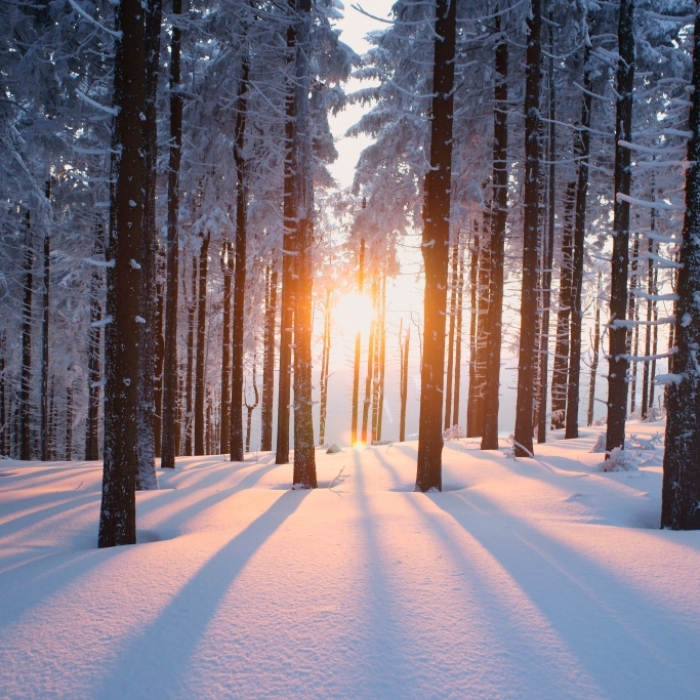 Arctic Outbreak durch Polarwirbelsplit? Meteorologen befürchten strengen Eis-Winter