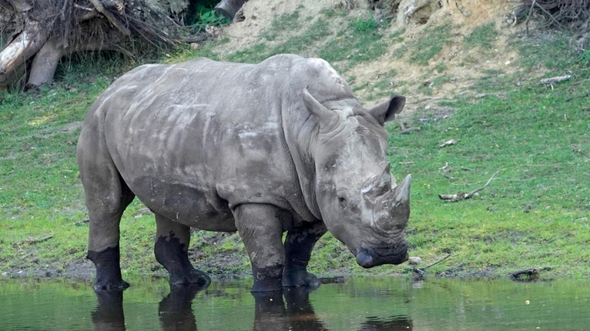 Im Serengeti-Park Hodenhagen hat ein w&uuml;tendes Nashorn das Auto einer Pflegerin zerlegt. (Foto)
