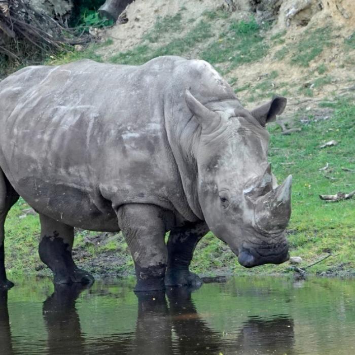 Nashorn dreht durch! Bulle zerlegt Auto von Tierpflegerin