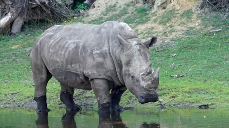 Im Serengeti-Park Hodenhagen hat ein wütendes Nashorn das Auto einer Pflegerin zerlegt.