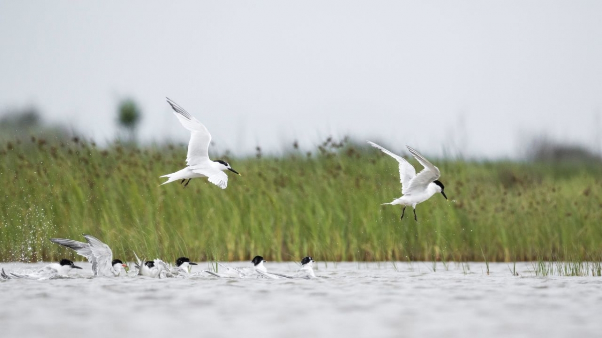 Wetlands, die Erbschaft von Luc Hoffmann bei 3sat (Foto)