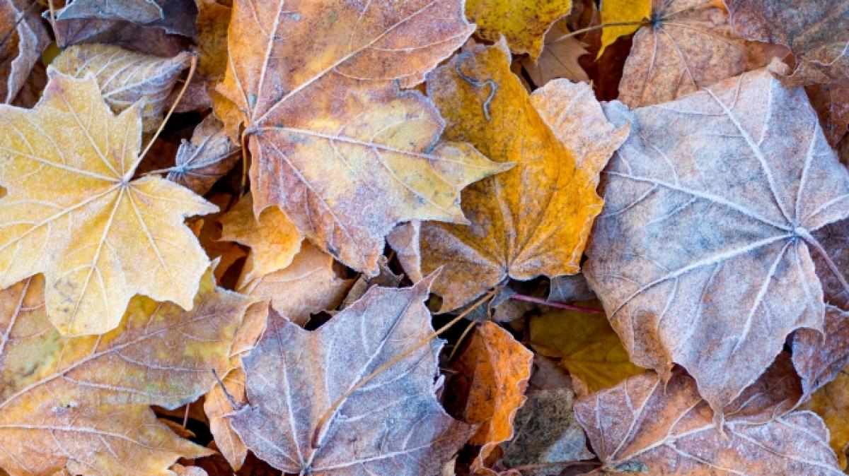 Der Herbst beendet den Altweibersommer. (Foto)