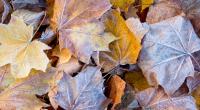 Der Herbst beendet den Altweibersommer.