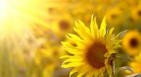 Können wir uns auf einen sonnigen Juni freuen?