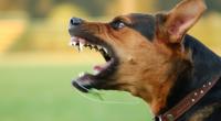 Ein Hund hat einen Elfjährigen in Manchester attackiert.