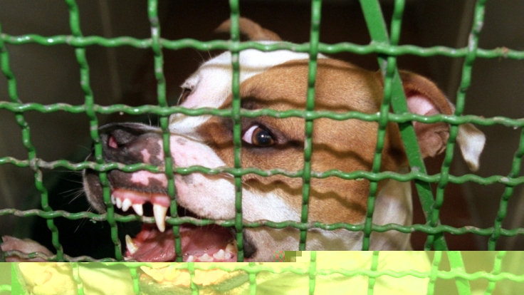 Tödliche HundeAttacke Obdachlose von drei Pitbulls zerfleischt news.de