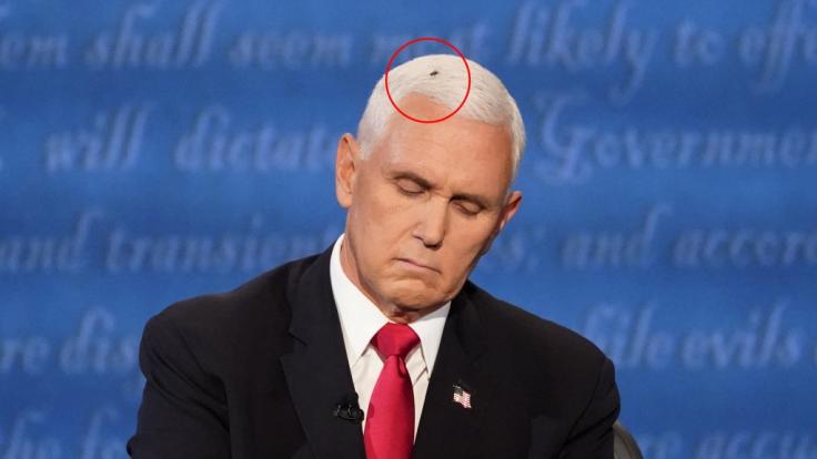 Eine Fliege auf dem Kopf von Mike Pence wurde zum Star der TV-Debatte.