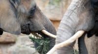 In Spanien hat ein Elefant einen Pfleger totgetrampelt.