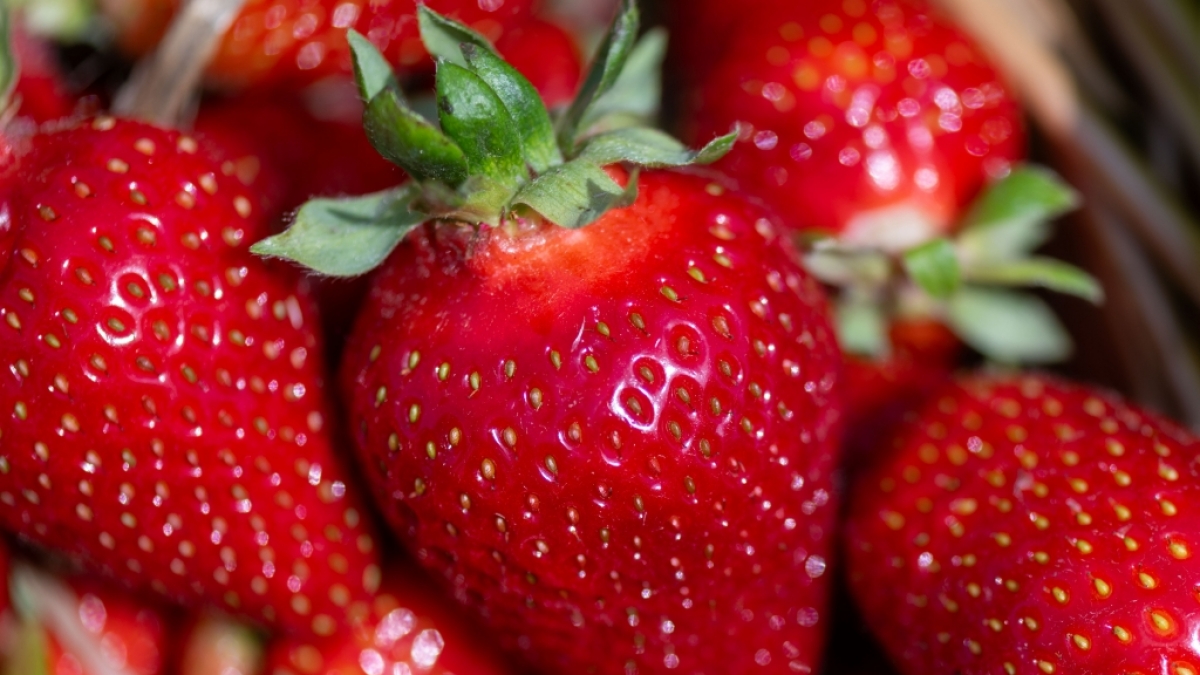 So billig wie selten: Erdbeeren gibt es derzeit f&uuml;r zwei Euro pro 500-Gramm-Schale. (Foto)