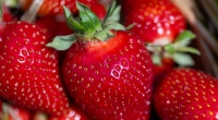 So billig wie selten: Erdbeeren gibt es derzeit für zwei Euro pro 500-Gramm-Schale.