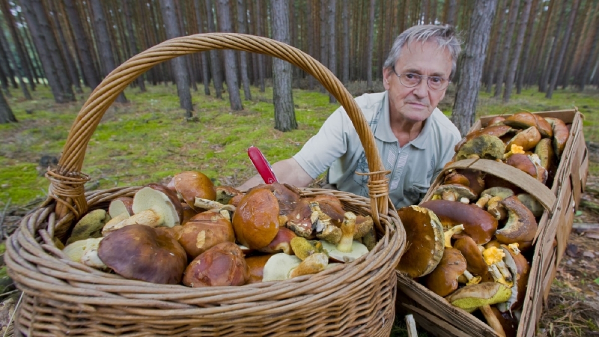 Der Ausflug in den Wald hat sich f&uuml;r diesen Pilzfreund gelohnt. (Foto)