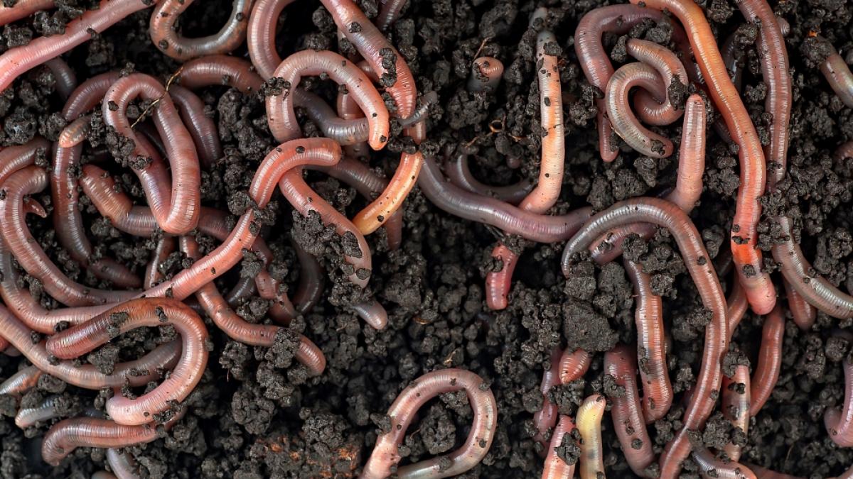 Die USA werden von einer Wurmplage heimgesucht. (Symbolfoto) (Foto)