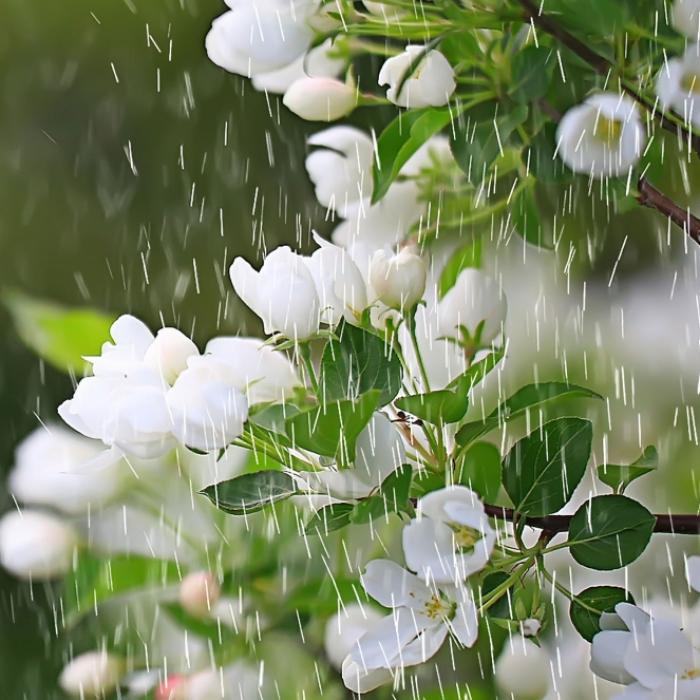 Regen-Wetter? DAS prophezeit uns der 100-jährige Kalender