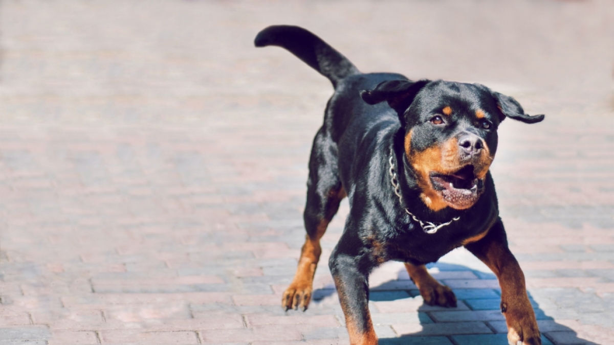 In Irland ist ein drei Monate alter S&auml;ugling von einem Hund get&ouml;tet worden (Foto)