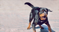 In Irland ist ein drei Monate alter Säugling von einem Hund getötet worden