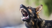 Die kleine Magarita wurde von den Hunden regelrecht zerfetzt. (Symbolbild)