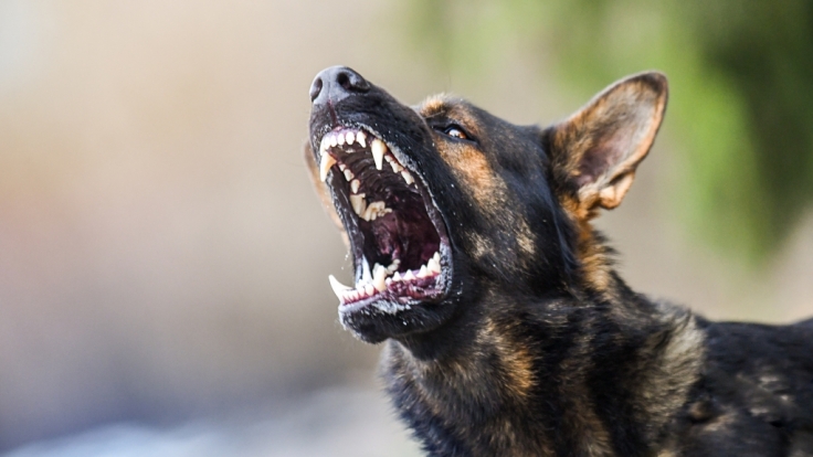 Die kleine Magarita wurde von den Hunden regelrecht zerfetzt. (Symbolbild)