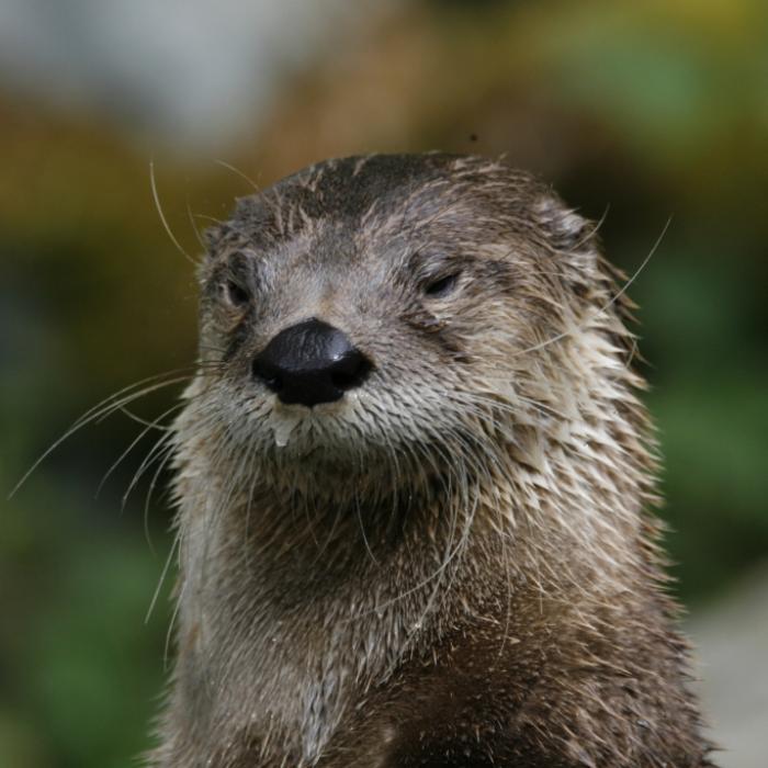 Putziges Tier dreht durch! Fischotter entstellt Gesicht von Frau