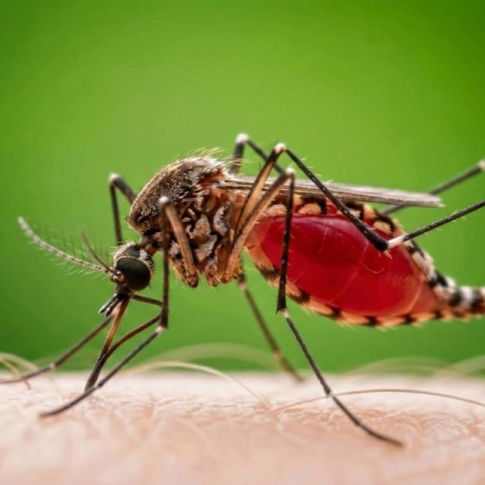 Experten warnen vor gefährlichem Chikungunya-Virus