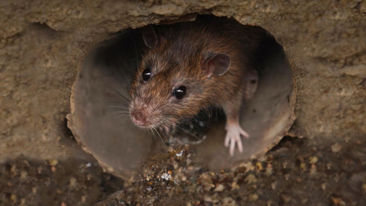 Manchester wird von einer Ratten-Invasion heimgesucht. (Foto)