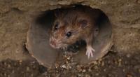 Manchester wird von einer Ratten-Invasion heimgesucht.